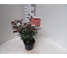 Photinia fraseri 'Carre rouge, pot 19 cm, h 40 cm - afbeelding 1