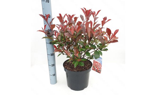Photinia fraseri Carré Rouge, pot 26 cm, h 90 cm