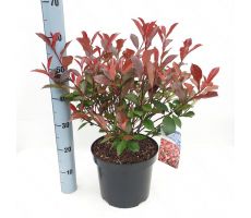 Photinia fraseri Carré Rouge, pot 26 cm, h 90 cm