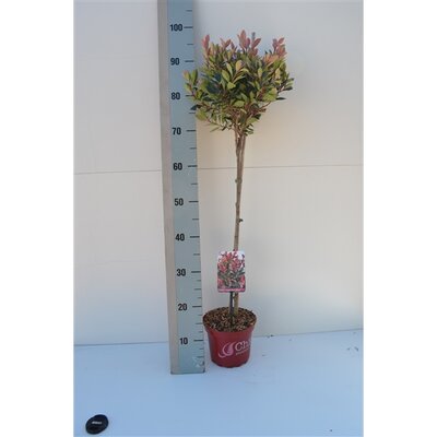 Photinia Fraseri Chico PBR, bol op stam, pot 17 cm, h 50 cm