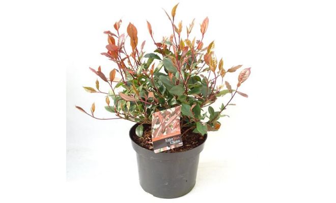 Photinia Fraseri Little Red Robin, pot 17 cm, h 25 cm - afbeelding 1