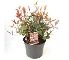 Photinia Fraseri Little Red Robin, pot 17 cm, h 25 cm - afbeelding 1