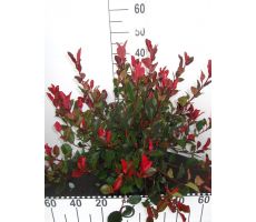 Photinia Fraseri Little Red Robin, pot 17 cm, h 25 cm - afbeelding 2