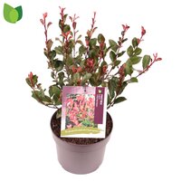 Photinia fraseri 'Little Red Robin', pot 19 cm, h 50 cm