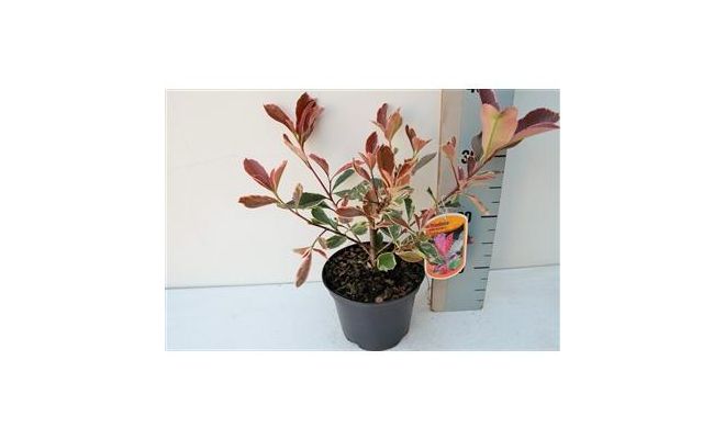 Photinia Fraseri Pink Marble, pot 17 cm, h 30 cm