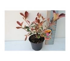 Photinia Fraseri Pink Marble, pot 17 cm, h 30 cm