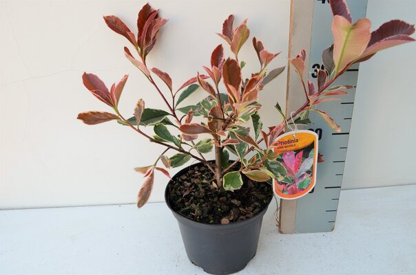 Photinia fraseri 'Pink marble', pot 22 cm, h 30 cm