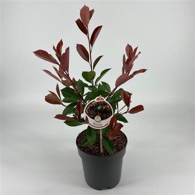 Photinia fraseri 'Red Robin'