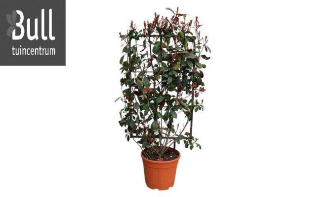 photinia fraseri red robin, h 125 cm, struik