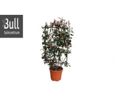 photinia fraseri red robin, h 125 cm, struik