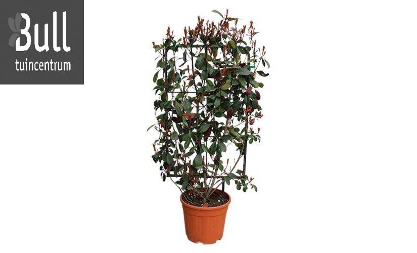 Photinia 'Red Robin' - Roué Pépinières