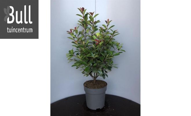 photinia fraseri red robin, h 80 cm, struik