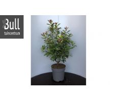 photinia fraseri red robin, h 80 cm, struik