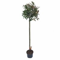 photinia fraseri red robin, hoogte 180 cm,  stam h 130 cm, bol 50 cm - afbeelding 2