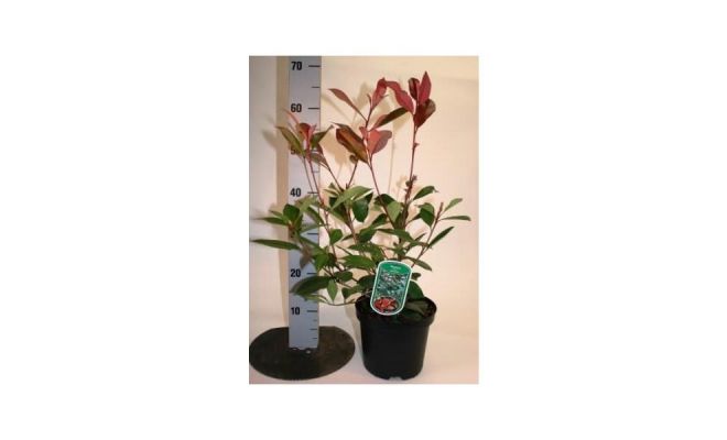 Photinia fraseri 'Red Robin, pot 17 cm