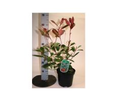 Photinia fraseri 'Red Robin, pot 17 cm