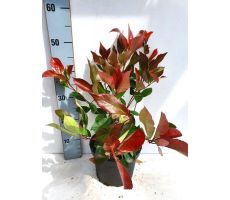 Photinia Fraseri Red Robin, pot 17 cm, h 35 cm - afbeelding 2