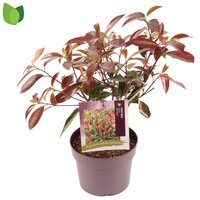 Photinia fraseri 'Red Robin', pot 19 cm, h 60 cm
