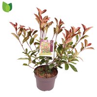 Photinia fraseri 'Red Robin, pot 22 cm,  h 50 cm