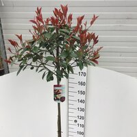 Photinia fraseri 'Red Robin, pot 32 cm, stam 180 cm