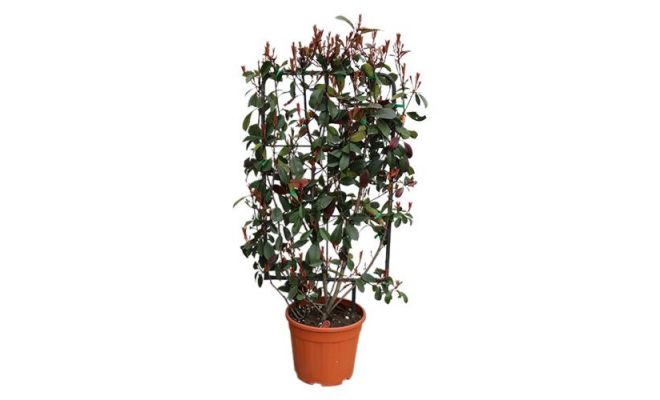 photinia fraseri red robin rek, h 140 cm x 60 cm