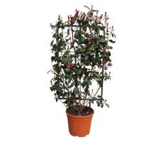 photinia fraseri red robin rek, h 140 cm x 60 cm