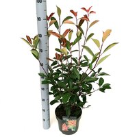 Photinia fraseri ‘Robusta Compacta, pot 26 cm, h 80 cm