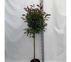 Photinia Red Robin Sense, stam, pot 32 cm, h 100 cm