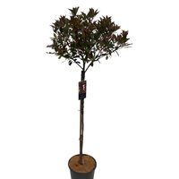 Photinia x fraseri Carre Rouge, pot 23 cm, h 110 cm