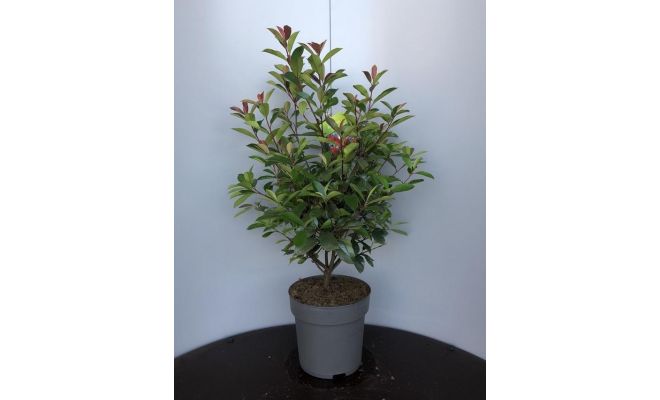 Photinia x fraseri 'Red Robin, pot 28 cm, h 90 cm