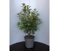 Photinia x fraseri 'Red Robin, pot 28 cm, h 90 cm