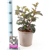 Physocarpus opulifolius Diabolo, pot 17 cm, h 35 cm - afbeelding 4