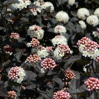 Physocarpus opulifolius Diabolo, pot 17 cm, h 40 cm - afbeelding 3