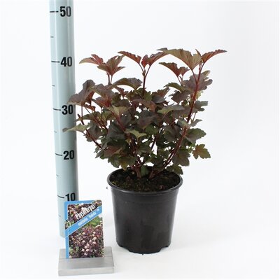 Physocarpus opulifolius Diabolo, pot 17 cm, h 40 cm - afbeelding 1