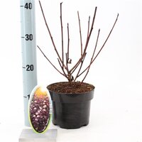 Physocarpus opulifolius Diabolo, pot 17 cm, h 40 cm - afbeelding 2
