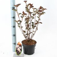 Physocarpus opulifolius red baron, pot 17 cm, h 35 cm - afbeelding 3