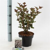 Physocarpus opulifolius red baron, pot 17 cm, h 35 cm - afbeelding 1