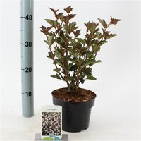 Physocarpus opulifolius red baron, pot 17 cm, h 35 cm - afbeelding 3