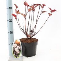 Physocarpus opulifolius red baron, pot 17 cm, h 35 cm - afbeelding 2
