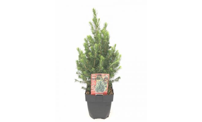 Picea glauca 'Conica'