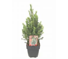 Picea glauca 'Conica'