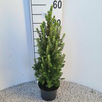 picea glauca 'conica' p15 , h 60 cm - afbeelding 1