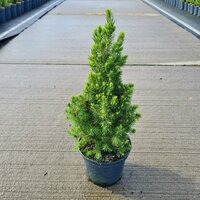 picea glauca 'conica' p15 , h 60 cm - afbeelding 2