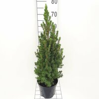 Picea glauca conica, pot 19 cm, h 70 cm - afbeelding 3