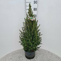 Picea glauca conica, pot 19 cm, h 70 cm - afbeelding 2