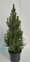 Picea glauca conica, pot 19 cm, h 70 cm - afbeelding 1