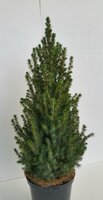 Picea Glauca Conica, pot 23 cm, h 90 cm - afbeelding 1