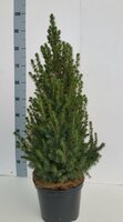 Picea Glauca Conica, pot 23 cm, h 90 cm - afbeelding 2