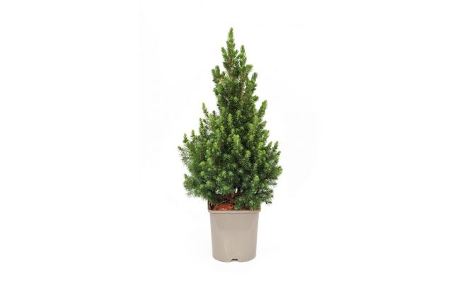 Picea Glauca Conica, pot 26 cm - afbeelding 1