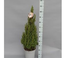 Picea Glauca Conica, pot 26 cm - afbeelding 2